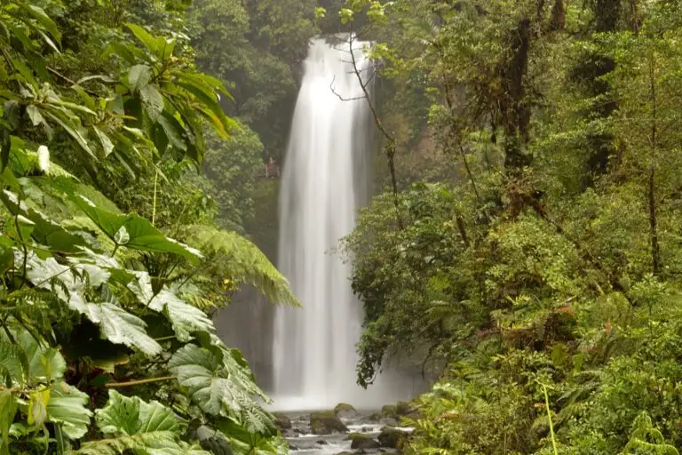 Regenwald in Costa Rica mit üppiger tropischer Vegetation