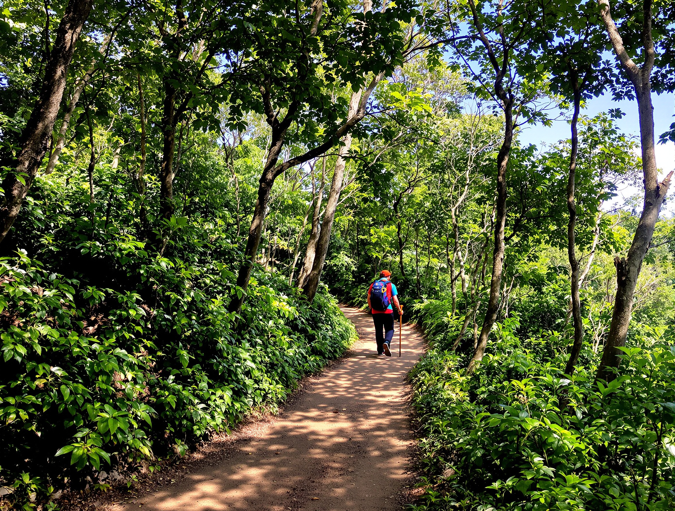 Regenwald am Kilimanjaro auf dem Weg zur Mandara Hütte mit üppig grüner Vegetation