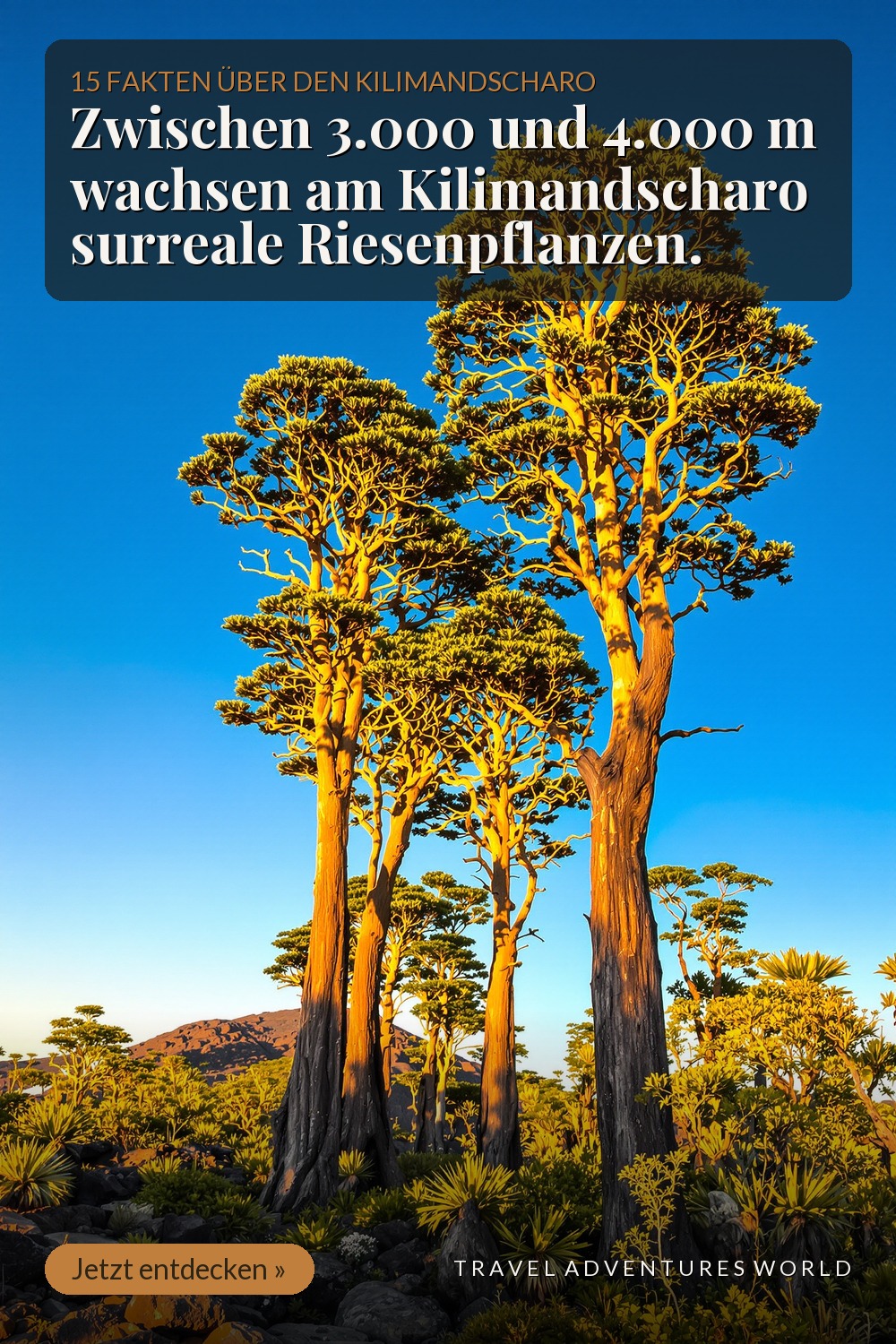 Senecio-Riesen und Lobelien: surreale Welt ab 3.000 m