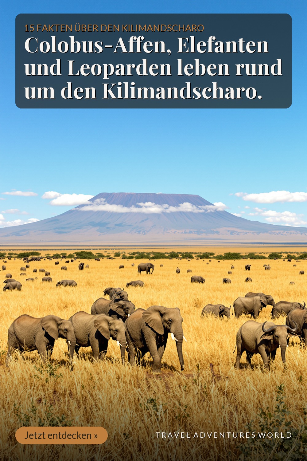 Regenwald, Colobus-Affen, Elefanten – direkt am Berg